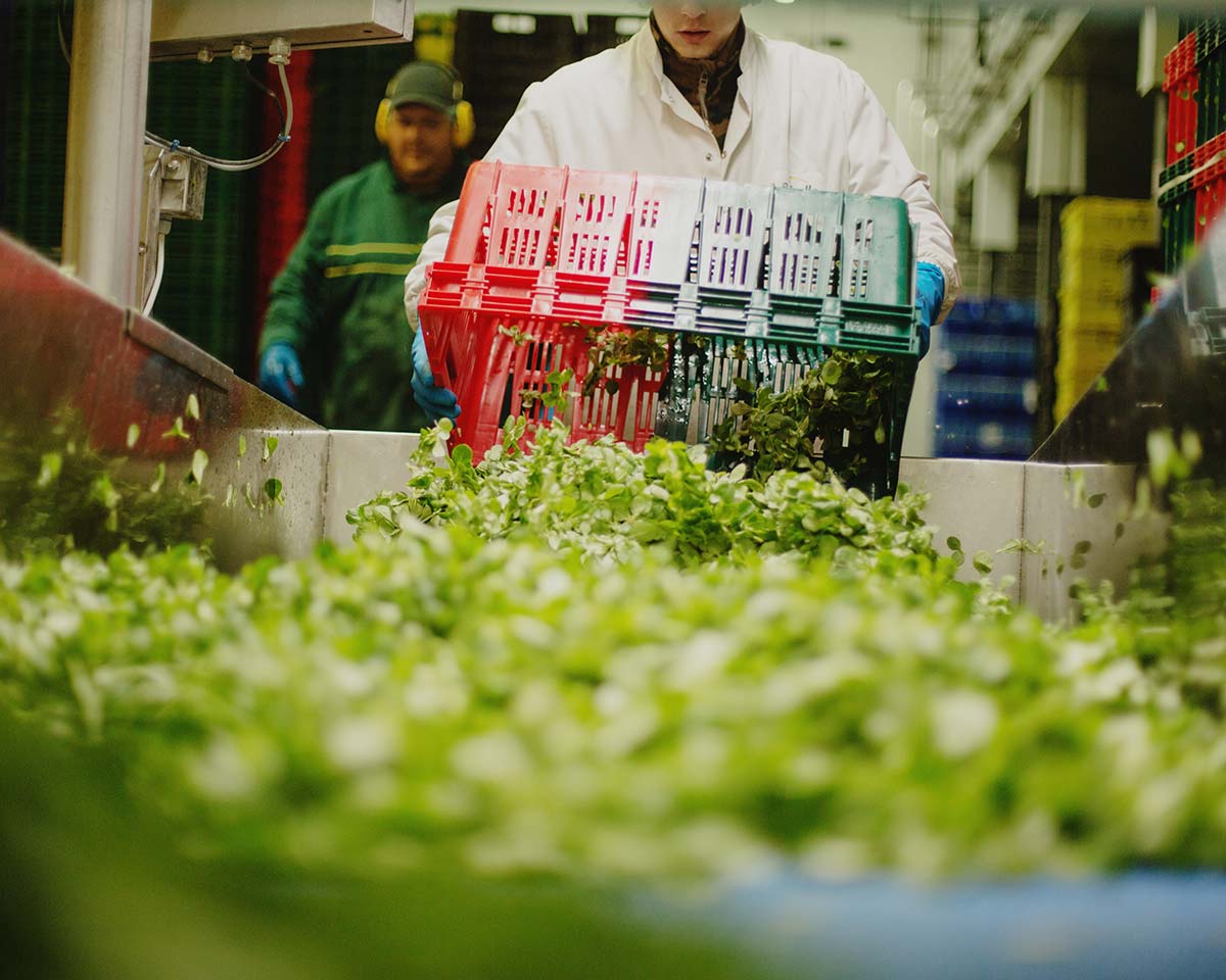 Foto: lavorazione quarta gamma, Credit J. Pebrel / Bonduelle